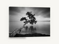 Leaning Tree Stillness, leaning tree black and white photograph, coastal canvas wall art print ready to hang