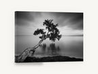 Leaning Tree Stillness, leaning tree black and white photograph, coastal canvas wall art print ready to hang