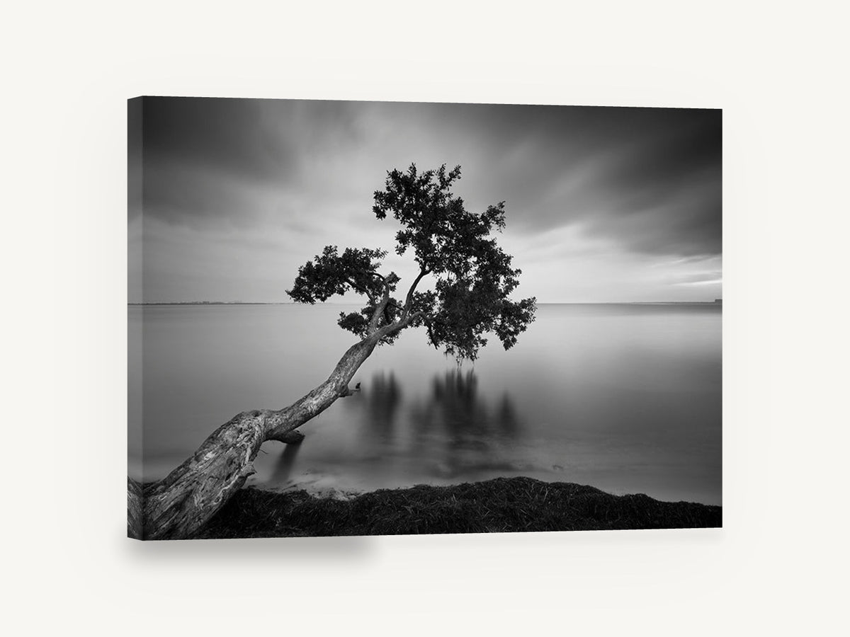 Leaning Tree Stillness, leaning tree black and white photograph, coastal canvas wall art print ready to hang
