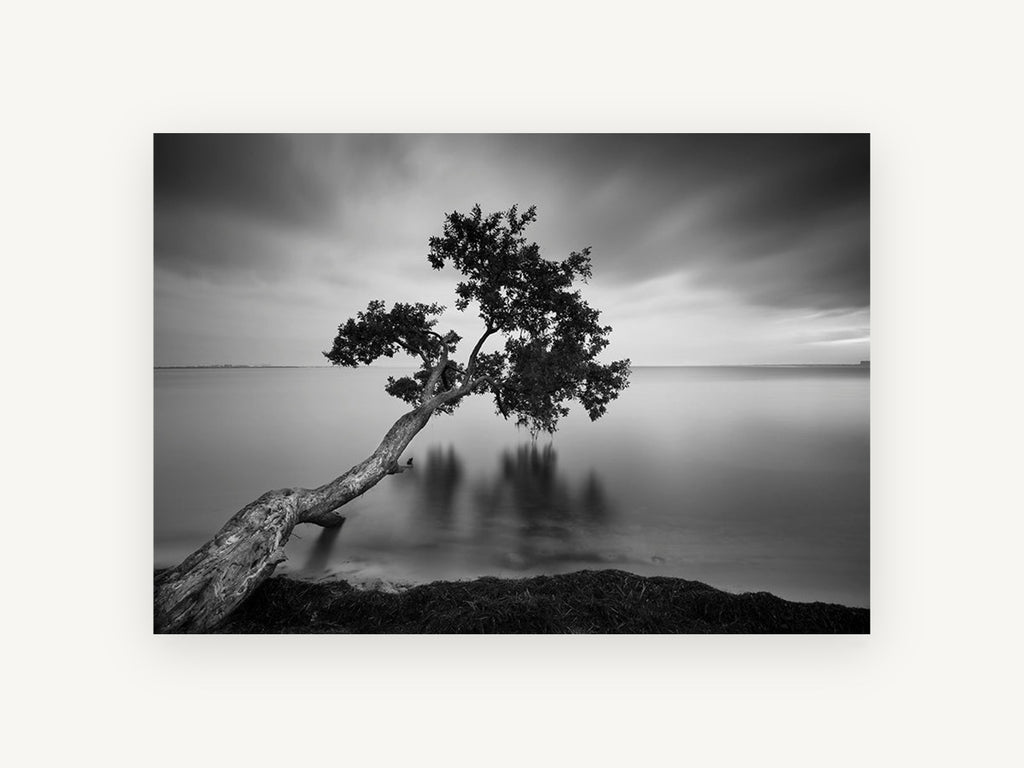 Leaning Tree Stillness, coastal canvas wall art print, front view