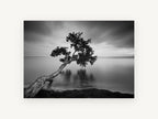 Leaning Tree Stillness, coastal canvas wall art print, front view