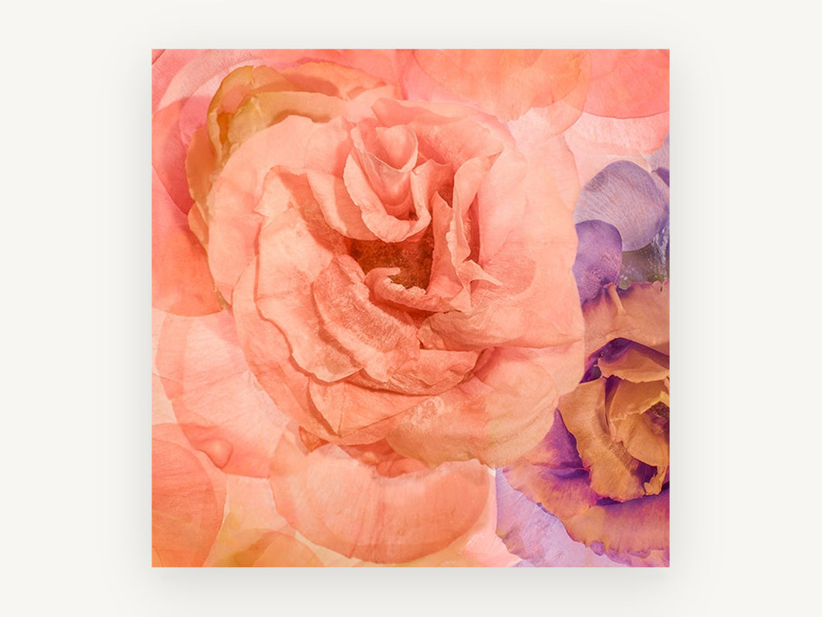 Apricot Rose Reverie, floral canvas wall art print, front view