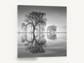 Willow Mirror, black and white willow reflection photograph, landscape canvas wall art print ready to hang