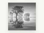 Willow Mirror, black and white willow reflection photograph, landscape canvas wall art print, front view