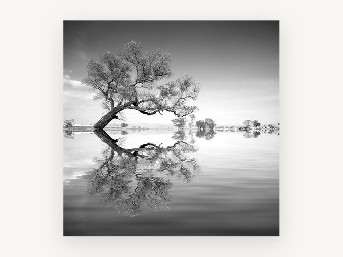 Leaning Tree Mirror, black and white tree reflection photograph, landscape canvas wall art print, front view