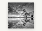 Lone Tree Mirrored, black and white tree reflection photograph, landscape canvas wall art print, front view