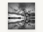 Mirrored Willow Dusk, lone tree water reflection photograph, landscape canvas wall art print, front view