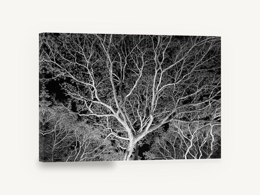 Silver Branch Canopy, bare tree branches black and white photograph, floral canvas wall art print ready to hang