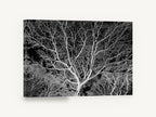 Silver Branch Canopy, bare tree branches black and white photograph, floral canvas wall art print ready to hang
