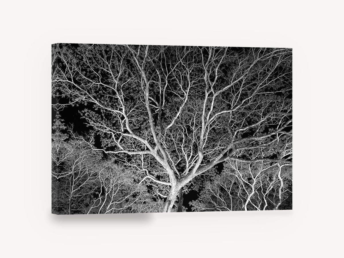 Silver Branch Canopy, bare tree branches black and white photograph, floral canvas wall art print ready to hang