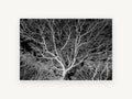 Silver Branch Canopy, floral canvas wall art print, front view