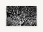 Silver Branch Canopy, floral canvas wall art print, front view