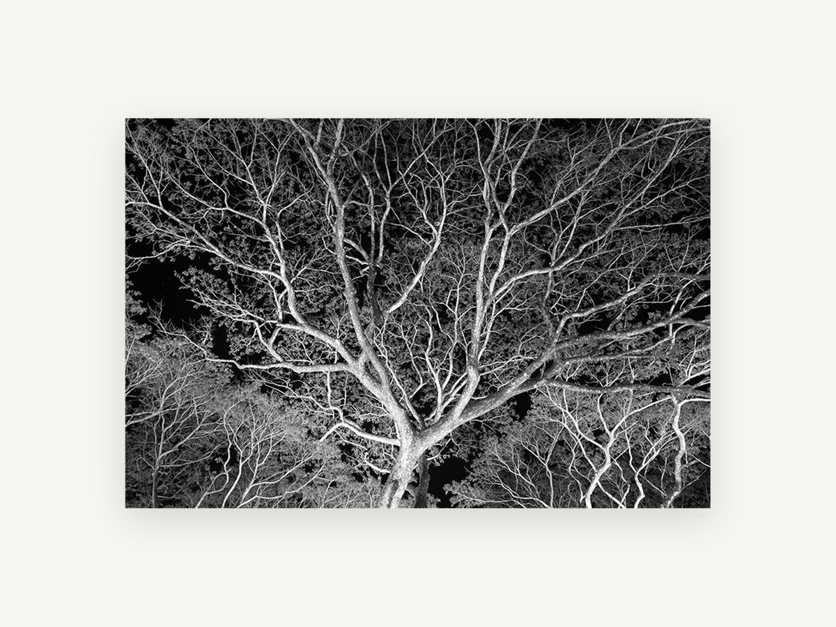 Silver Branch Canopy, floral canvas wall art print, front view