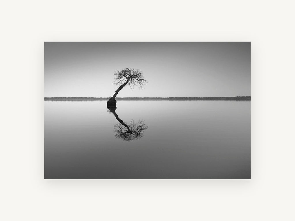 Leaning Tree Reflection, coastal canvas wall art print, front view