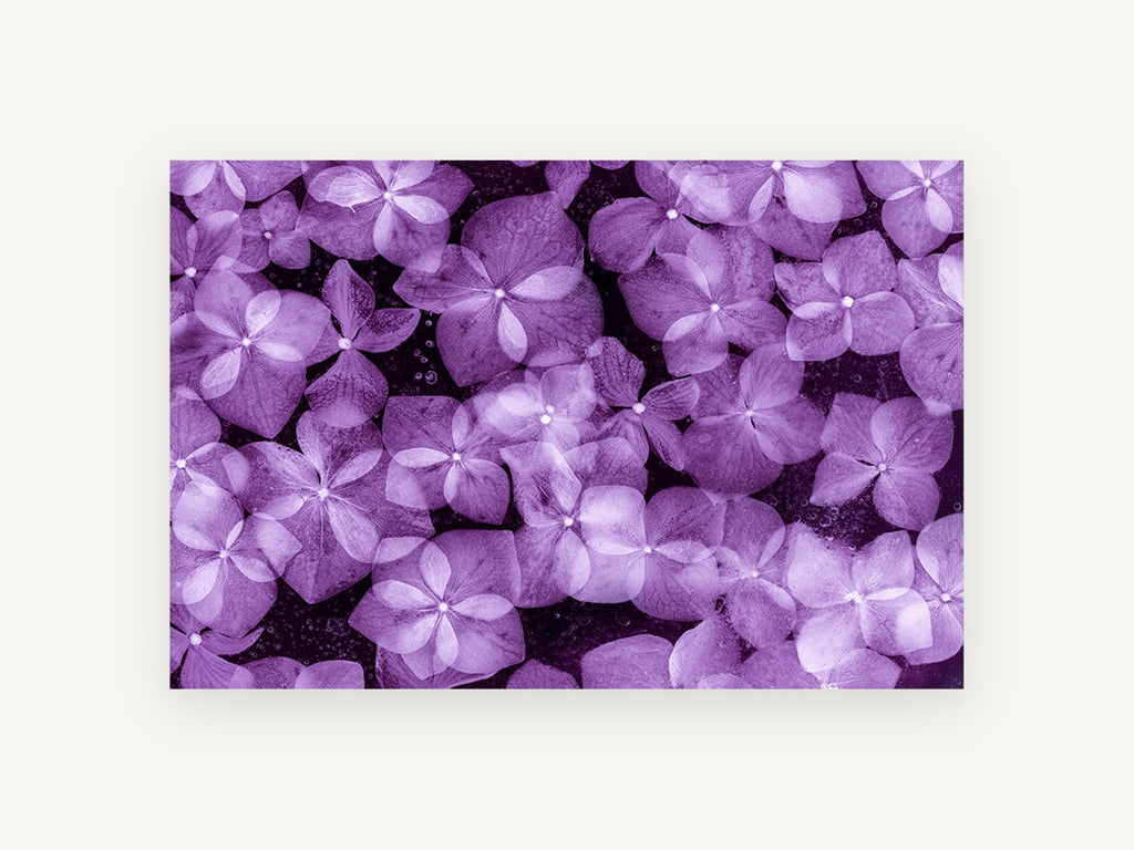 Violet Hydrangea Drift, floral canvas wall art print, front view