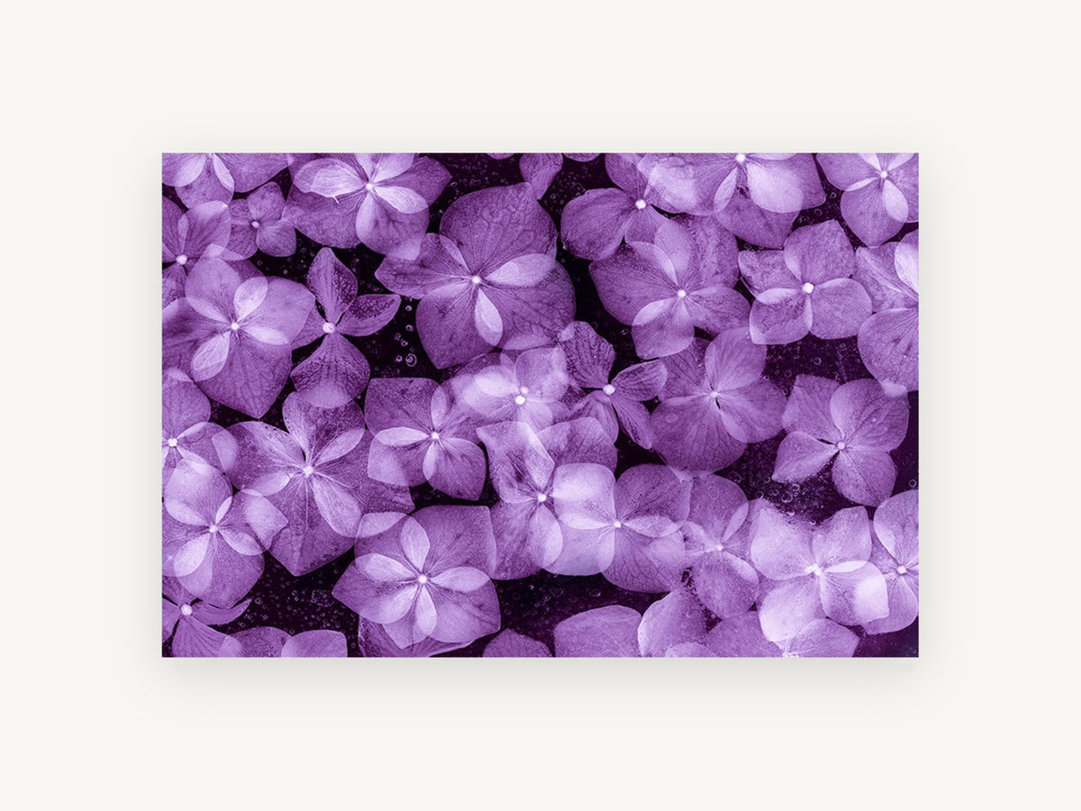 Violet Hydrangea Drift, floral canvas wall art print, front view