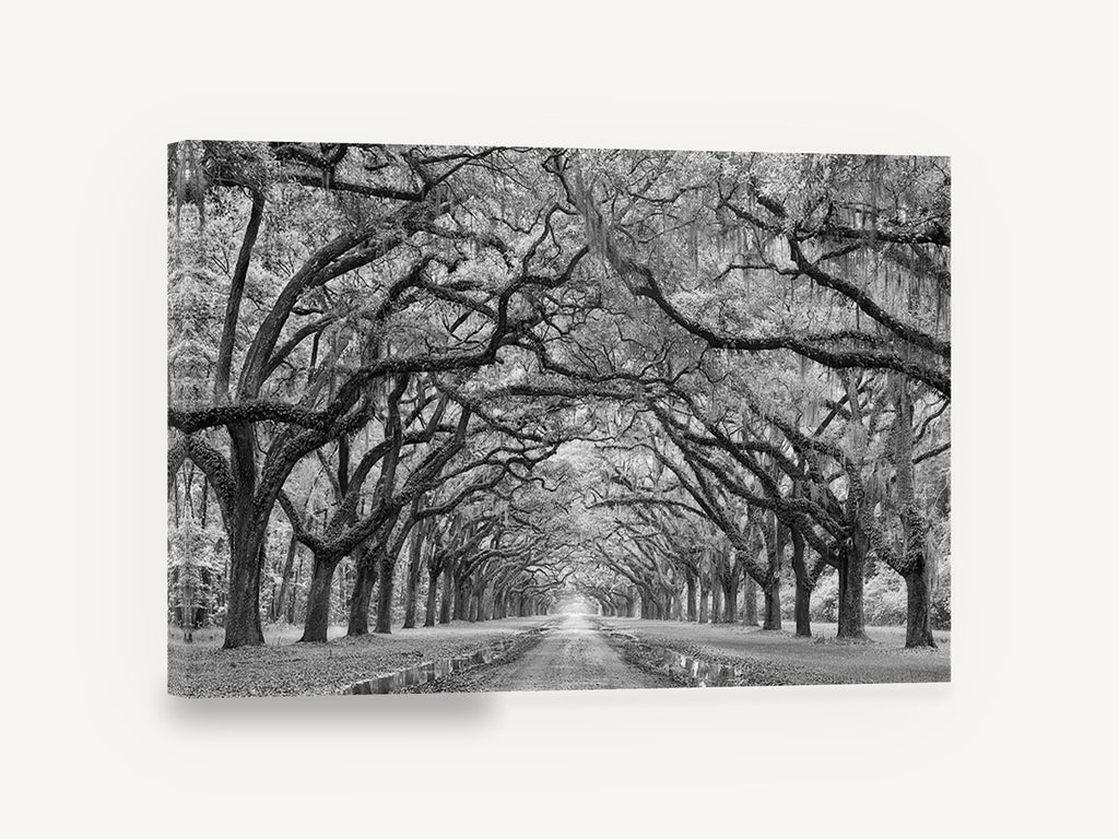 Oak Avenue Hush, oak avenue black and white photograph, floral canvas wall art print ready to hang