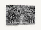 Oak Avenue Hush, oak avenue black and white photograph, floral canvas wall art print ready to hang