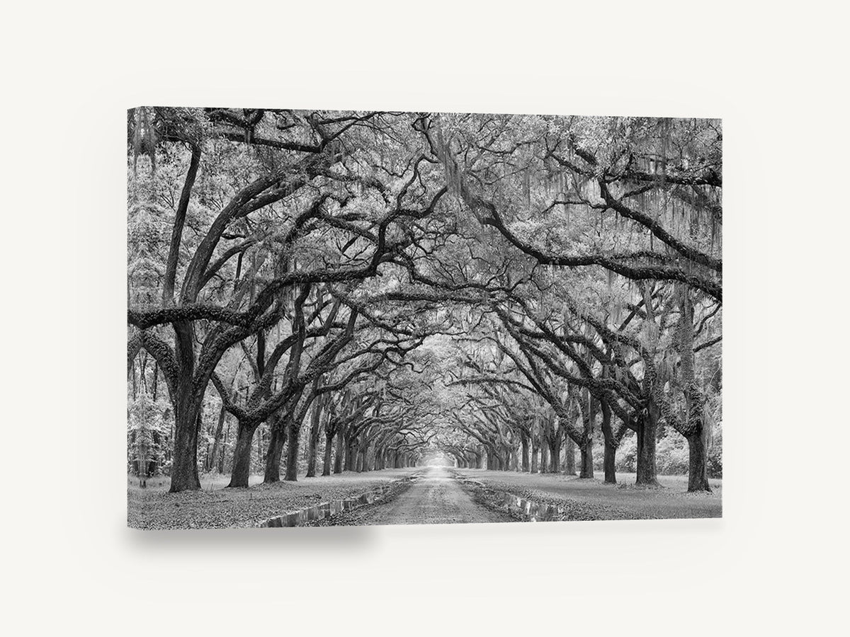 Oak Avenue Hush, oak avenue black and white photograph, floral canvas wall art print ready to hang