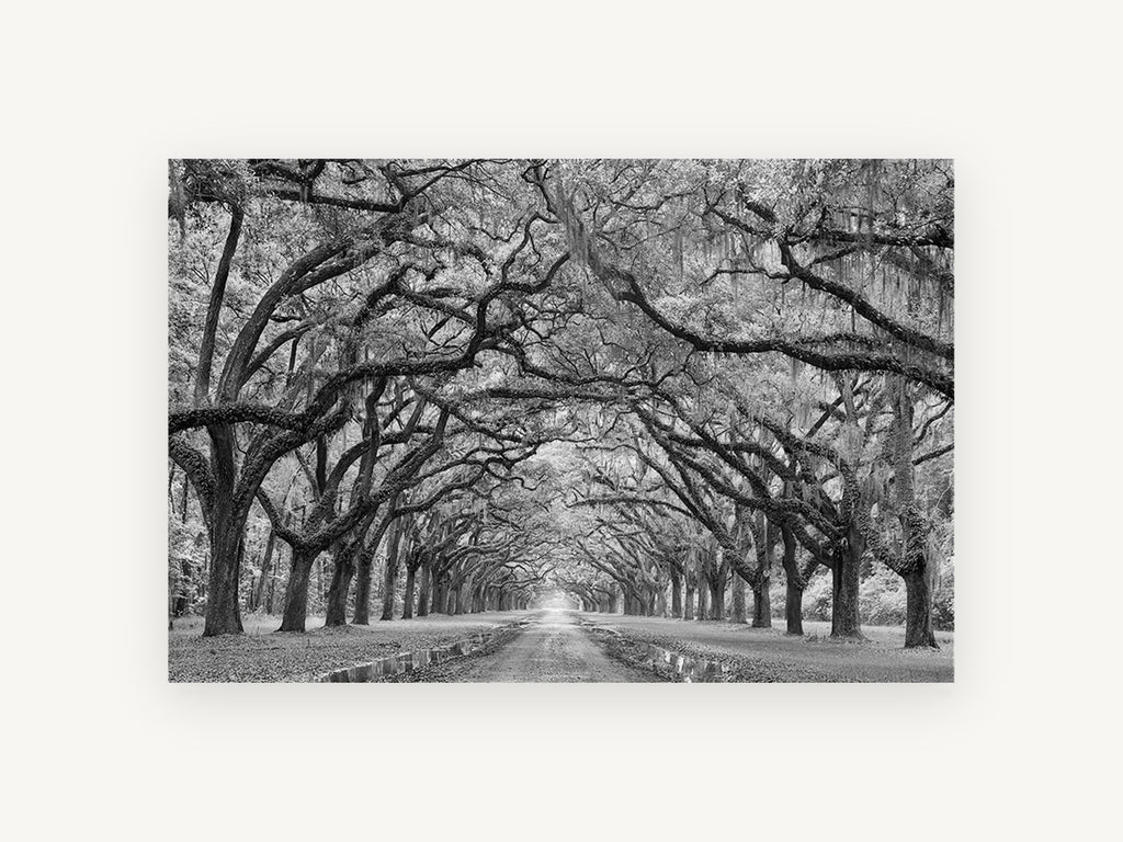 Oak Avenue Hush, floral canvas wall art print, front view