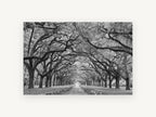 Oak Avenue Hush, floral canvas wall art print, front view