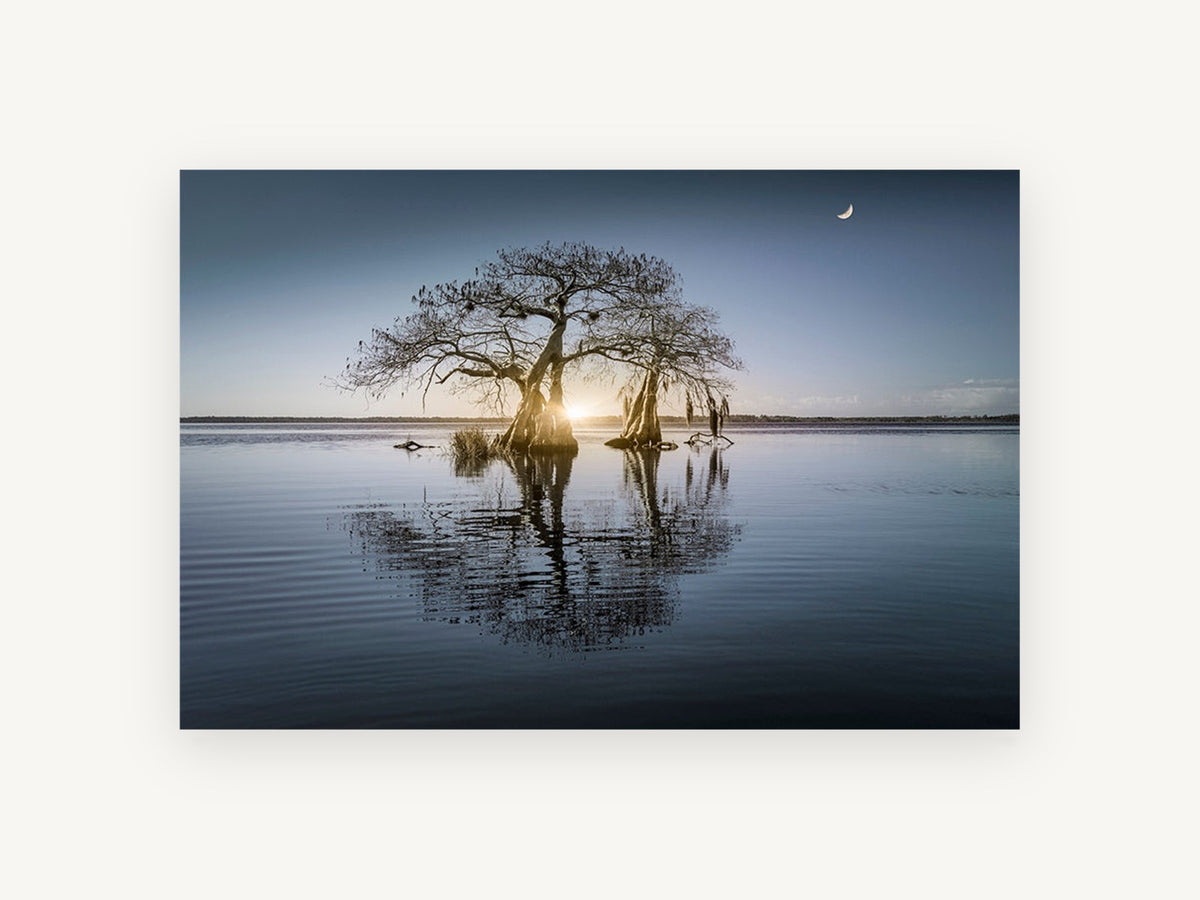 Moonrise Over Still Water, bare trees lake reflection photograph, landscape canvas wall art print, front view