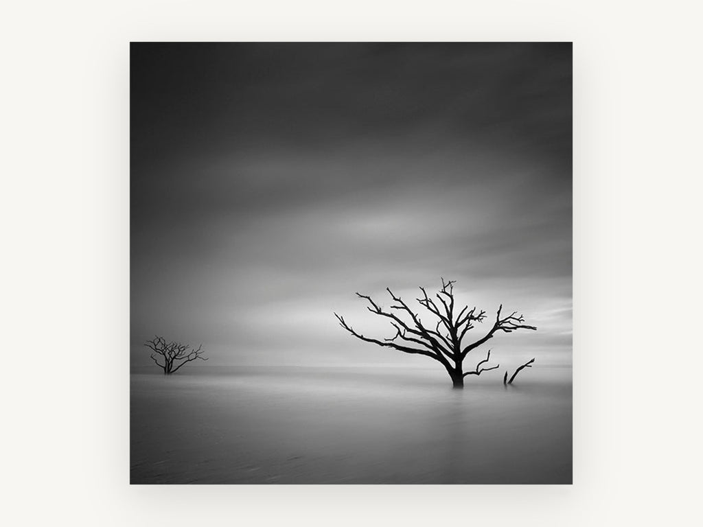 Bare Trees Adrift, black and white dead tree seascape, landscape canvas wall art print, front view
