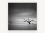 Bare Trees Adrift, black and white dead tree seascape, landscape canvas wall art print, front view