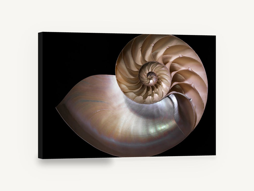 Nautilus Cross Section, nautilus shell spiral photograph, coastal canvas wall art print ready to hang