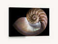 Nautilus Cross Section, nautilus shell spiral photograph, coastal canvas wall art print ready to hang