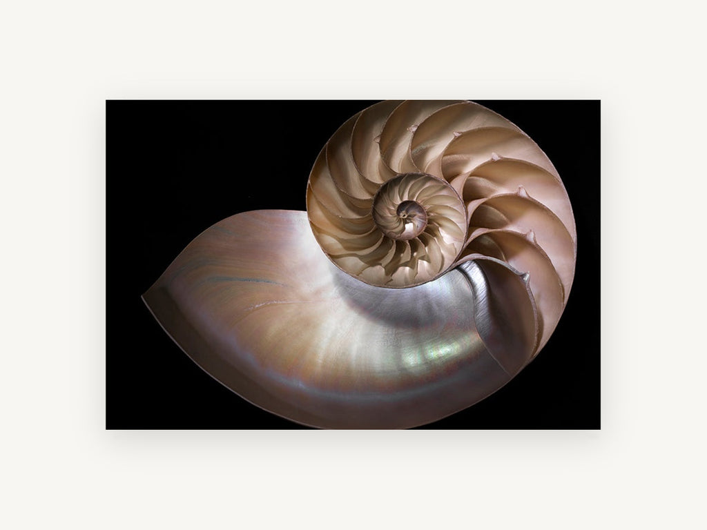 Nautilus Cross Section, coastal canvas wall art print, front view