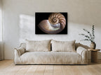 Nautilus Cross Section coastal canvas print on the wall of a living room