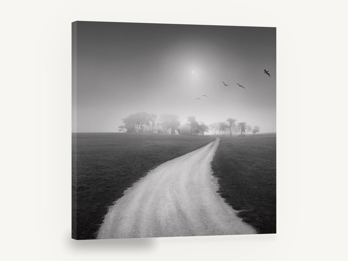 Foggy Path to Cypress, misty country path black and white photograph, landscape canvas wall art print ready to hang