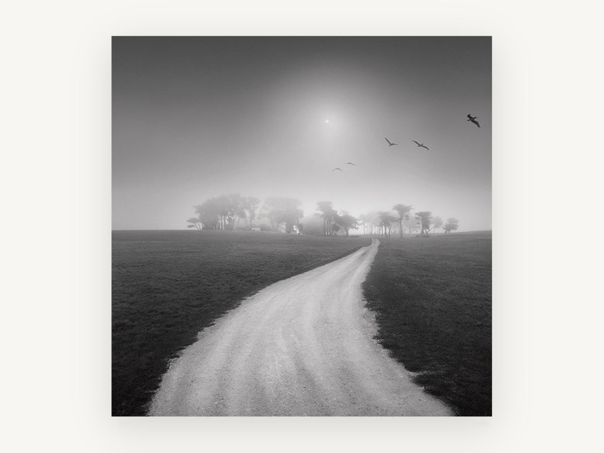 Foggy Path to Cypress, misty country path black and white photograph, landscape canvas wall art print, front view