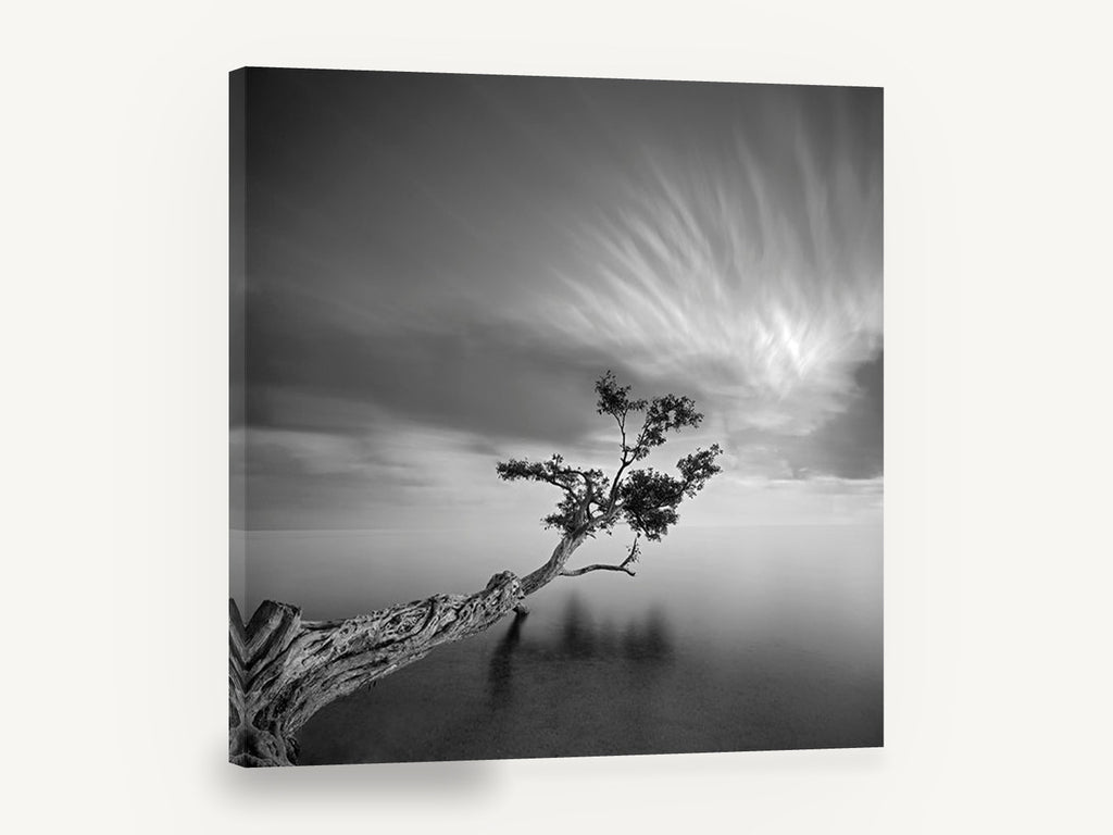 Leaning Tree Stillness, leaning tree calm water black and white, coastal canvas wall art print ready to hang