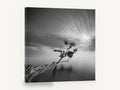 Leaning Tree Stillness, leaning tree calm water black and white, coastal canvas wall art print ready to hang