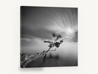Leaning Tree Stillness, leaning tree calm water black and white, coastal canvas wall art print ready to hang