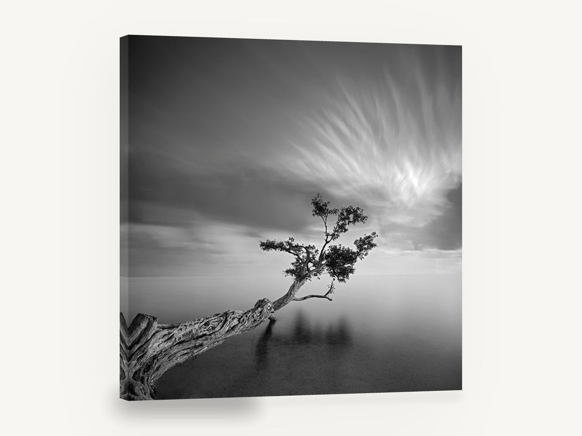 Leaning Tree Stillness, leaning tree calm water black and white, coastal canvas wall art print ready to hang