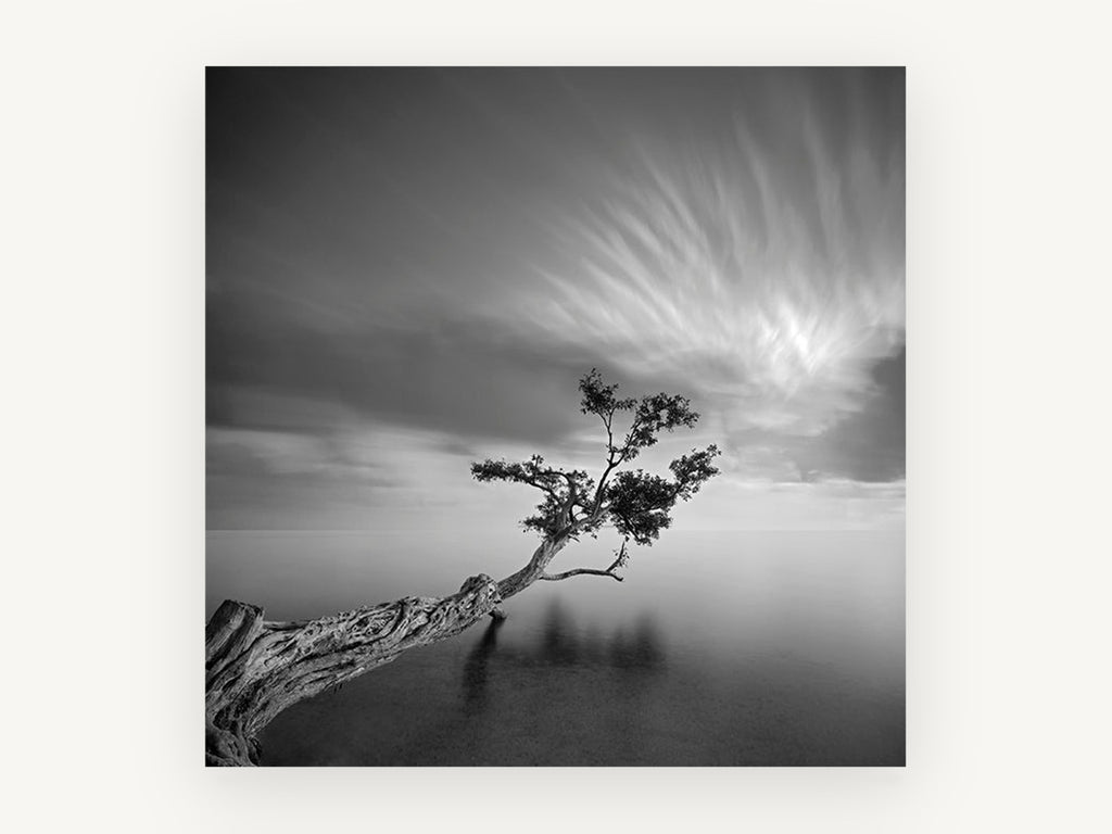 Leaning Tree Stillness, coastal canvas wall art print, front view