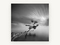 Leaning Tree Stillness, coastal canvas wall art print, front view