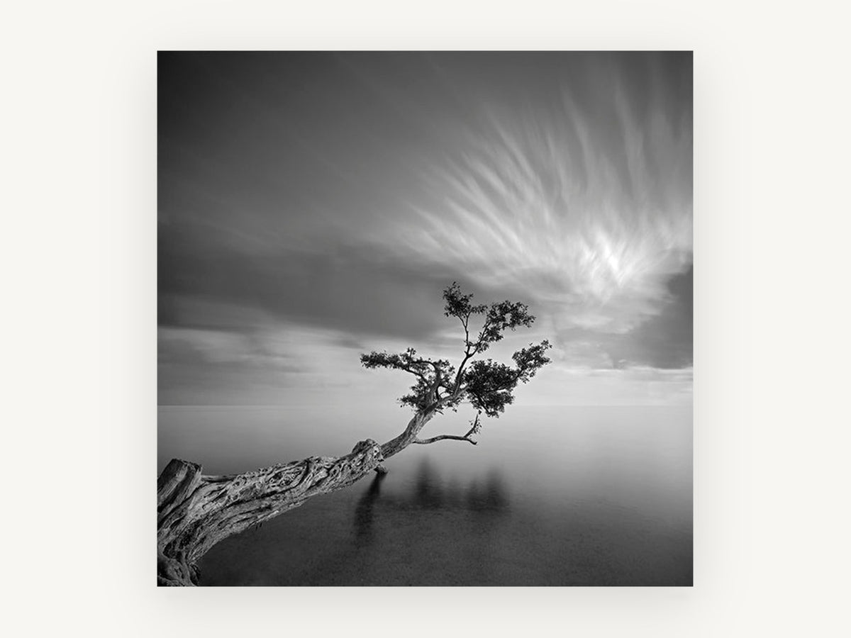 Leaning Tree Stillness, coastal canvas wall art print, front view