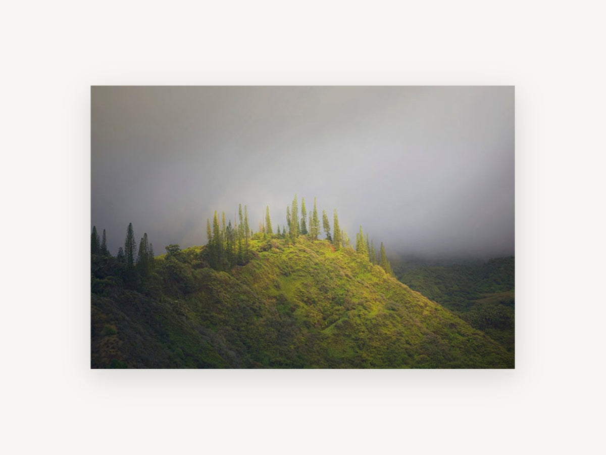 Pines on the Ridge, misty green hilltop pines photograph, landscape canvas wall art print, front view