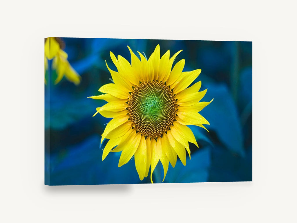 Sunflower Against Blue, yellow sunflower blue background photograph, floral canvas wall art print ready to hang
