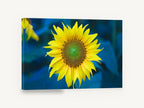 Sunflower Against Blue, yellow sunflower blue background photograph, floral canvas wall art print ready to hang