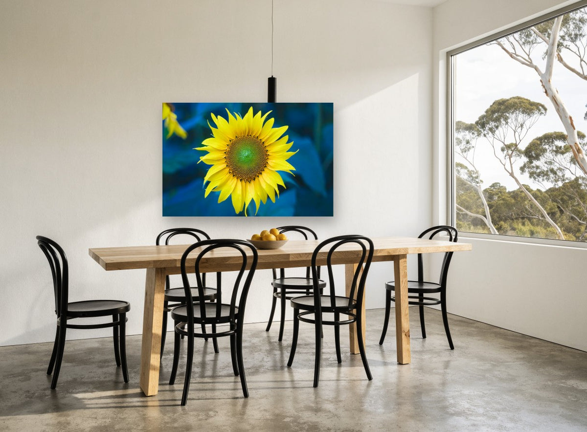 Sunflower Against Blue floral canvas print on the wall of a dining room
