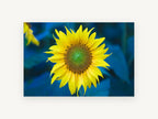 Sunflower Against Blue, floral canvas wall art print, front view