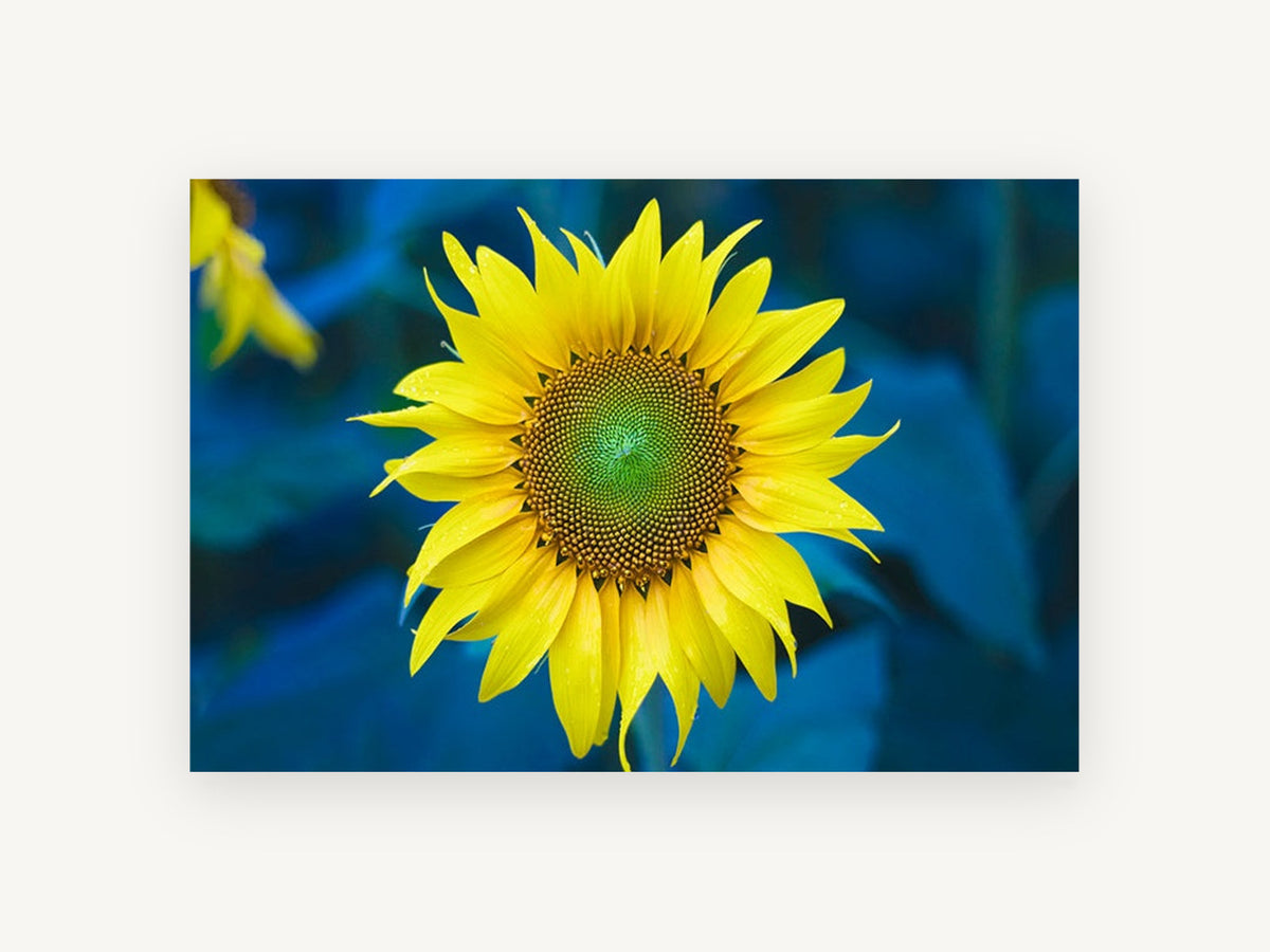 Sunflower Against Blue, floral canvas wall art print, front view