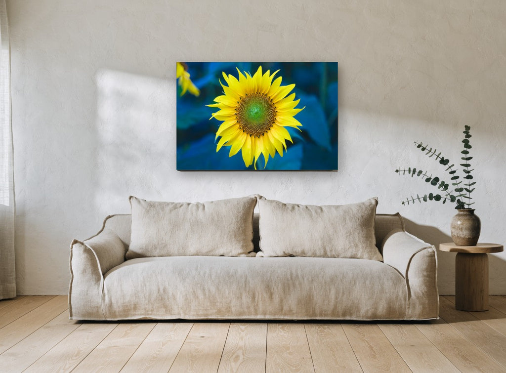 Sunflower Against Blue floral canvas print on the wall of a living room