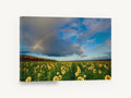 Rainbow Over Sunflowers, sunflower field rainbow landscape photograph, floral canvas wall art print ready to hang