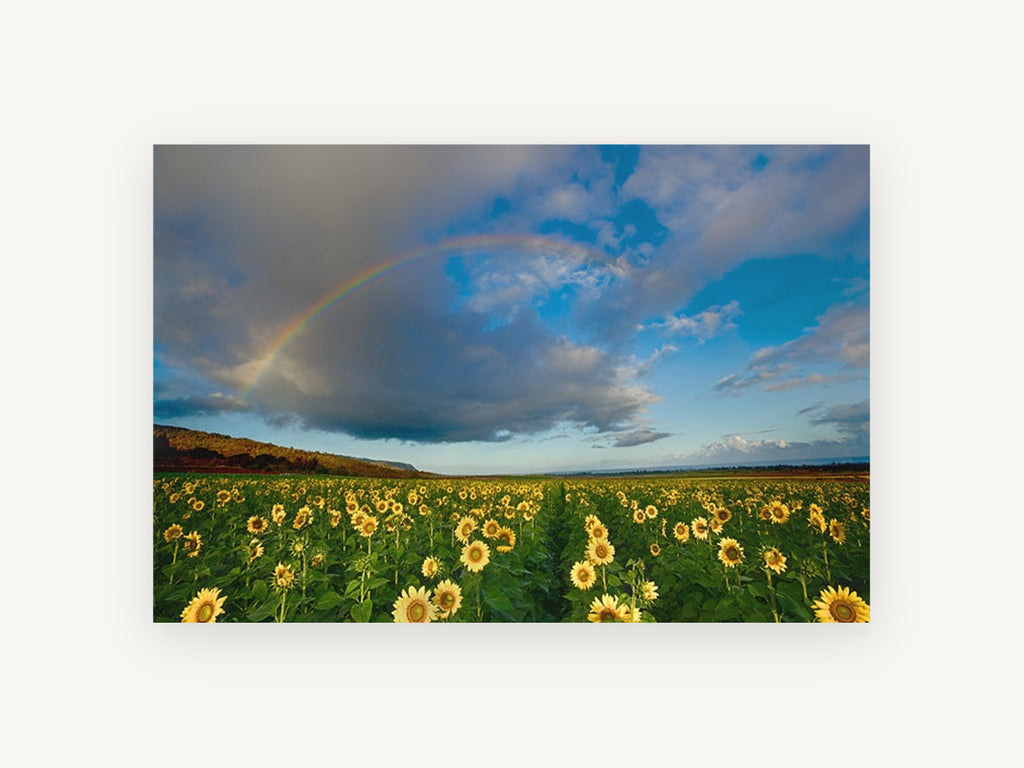 Rainbow Over Sunflowers, floral canvas wall art print, front view